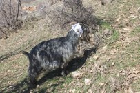 Kurt Sürüsü Köye İndi, 35 Keçi Telef Oldu