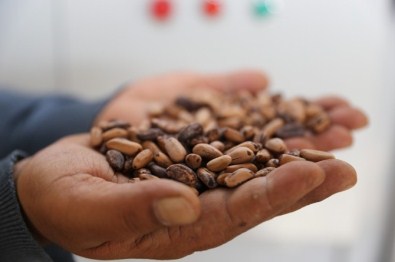 Türkiye'nin Fidan Ve Tohumları Manisa'dan