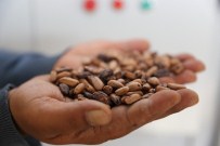 Türkiye'nin Fidan Ve Tohumları Manisa'dan