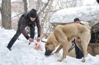 ÇOBAN KÖPEĞİ - Muş'ta Çoban Köpeğini Kurtarma Operasyonu