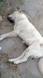 TARIM İLACI - Sekiz Köpeği Zehirleyen Sanık Beraatini İstedi