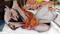 BALIK TÜRÜ - Karadeniz'de Kırlangıç Balığı