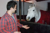 ZİHİNSEL ENGELLİLER - Şampiyon Atlar, Hayatlarının Son Deminde Terapide Kullanılıyor