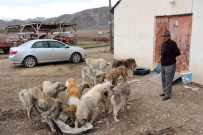 SOKAK KÖPEKLERİ - 12 Yıldır Sokak Köpeklerine Bakıyor