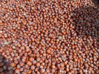 TARıM BAKANı - Koçak, Fındık Üreticilerini Uyardı