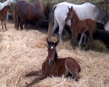 Yeni Şampiyonlar Doğuyor
