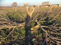 BENZİN İSTASYONU - Aydın Açıklaması 'İncir Ağaç Katliamları Ve Yok Oluş Süreci Devam Ediyor'