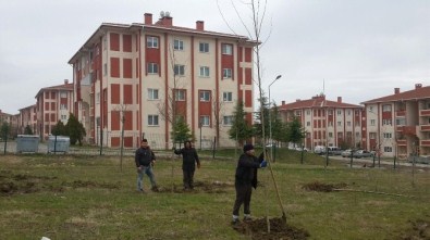 Edirne Belediyesi'nin Fidan Ekimleri Devam Ediyor