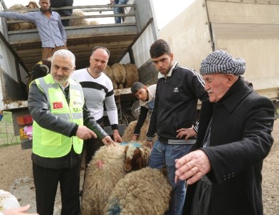 Kuzey Irak'taki Sığınmacılar İçin Koyun Yetiştiriciliği Projesi Başlatıldı