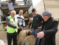 TERÖR MAĞDURU - Kuzey Irak'taki Sığınmacılar İçin Koyun Yetiştiriciliği Projesi Başlatıldı