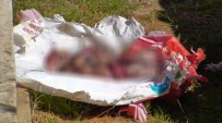 BEBEK CESEDİ - Mezarlıkta Bebek Cesedi Bulundu