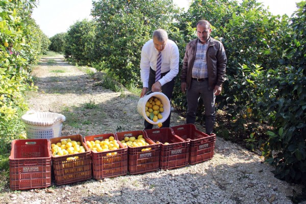 Mersin'den Cerattepe'ye limon seferberliği