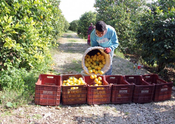 Mersin'den Cerattepe'ye limon seferberliği