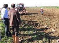 KOZÇEŞME - Biga'da Arı Otu Törenle Dikildi