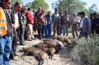 YABAN DOMUZU - Mut'ta Yaban Domuzlarına Sürek Avı