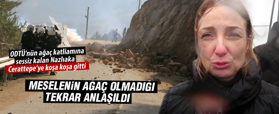 Onlar ağaç da bunlar değil mi?