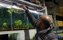 SÜS BALIĞI - Süs Balıklarına Talep Patlaması