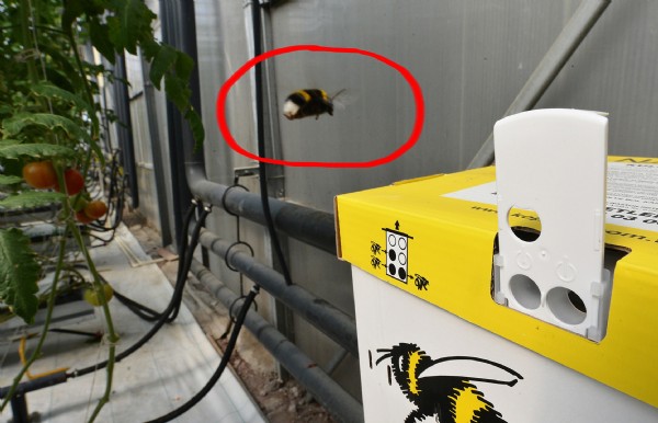 Pis kokular yayan çöplükten, üretim merkezine