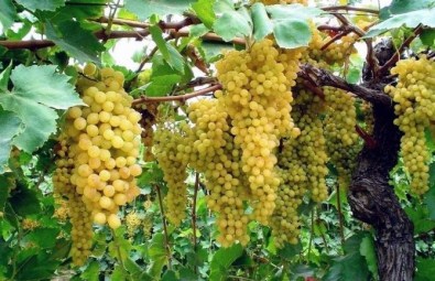 Çekirdeksiz Kuru Üzüm İhracatını Bekleyen Büyük Tehlike