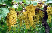 Çekirdeksiz Kuru Üzüm İhracatını Bekleyen Büyük Tehlike