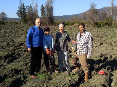 Dalaman Ve Köyceğiz'e Defne Bahçeleri Kuruldu