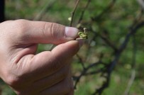 HAVA DURUMU - Fındık Ağaçları Karanfil Açmaya Başladı