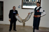 Kelkit'te Yaralı Kızıl Doğan Bulundu