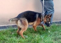 ŞEHİT PİLOT - Köpeğe Eziyete Vatandaştan Tepki