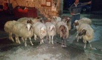 KAR MASKESİ - Tarsus'ta Çalınan Koyunlar Bulundu