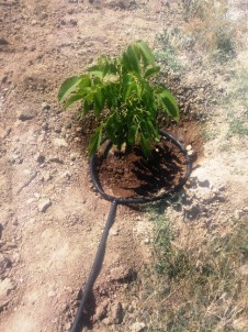 Türkiye'de 2015 Yılında 190 Bin Ton Ceviz Üretildi