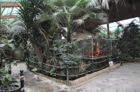 FARUK YALÇIN HAYVANAT BAHÇESİ - Hayvanat Bahçesini 8 Bin Bitki İle Yağmur Ormanına Çevirdiler