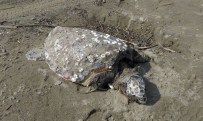 OLTA - Misinalara Dolanmış Ölü Caretta Caretta Kıyıya Vurdu