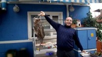 CEM KILIÇ - Mudanya'da 8 Kiloluk Fener Balığı Çıktı
