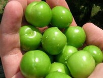 CENGIZ YıLDıZ - Bir kilogram erik 300 liradan satıldı