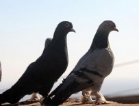ACEMİ HIRSIZ - Çaldığı güvercinleri sahibine satmak isterken yakalandı