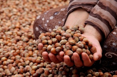 Fındıkta Fiyat Şoku Devam Ediyor