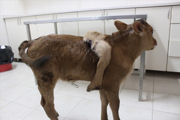 5 bacaklı buzağ görenleri şaşırttı