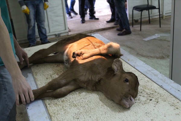 5 bacaklı buzağ görenleri şaşırttı