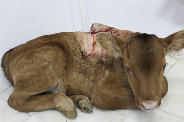 5 bacaklı buzağ görenleri şaşırttı