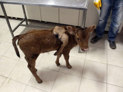 Afyonkarahisar'da 5 Ayaklı Buzağı Doğdu