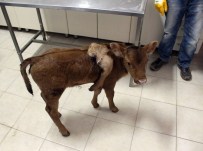 Afyonkarahisar'da 5 Ayaklı Buzağı Doğdu