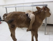 5 bacaklı buzağ görenleri şaşırttı