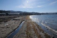 JEOLOJI - Çanakkale'de Deniz Çekildi