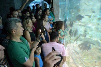 Çocuklar Sömestr Tatilinde Akvaryuma Akın Etti