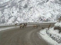SÜMBÜL DAĞI - Dağ Keçileri Karayolunu İşgal Etti