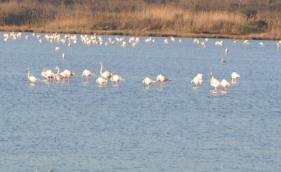 Flamingolar Hersek Gölü'nde