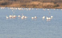 METİN ORAL - Flamingolar Hersek Gölü'nde