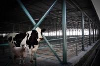 Kapatılan Tepebaşı Hayvan Pazarı Yeniden Açıldı