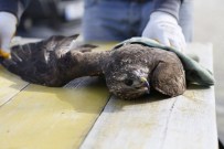 Kırklareli'nde Yaralı Halde Bulunan Kartal Tedavi Edildi