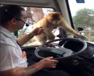 Maymun Usta Hırsızlara Taş Çıkarttı !